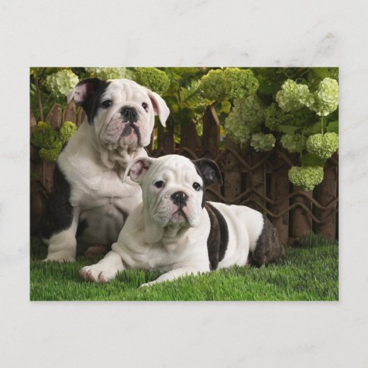 Engelse Bulldog Puppies Briefkaart (Voorkant)