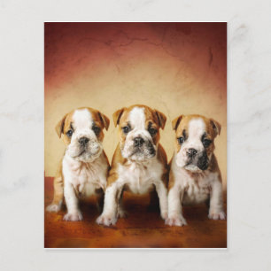 Engelse Bulldog Puppies Echt waar Flyer
