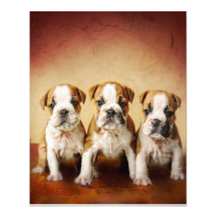 Engelse Bulldog Puppies Echt waar Foto Afdruk