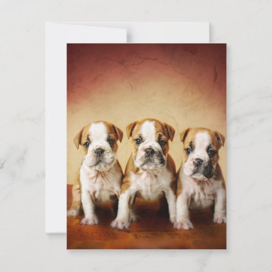 Engelse Bulldog Puppies Echt waar Kaart (Voorkant)