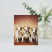 Engelse Bulldog Puppies Echt waar Kaart (Staand voorkant)