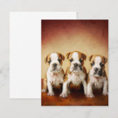 Engelse Bulldog Puppies Echt waar Kaart (Voorkant / Achterkant)