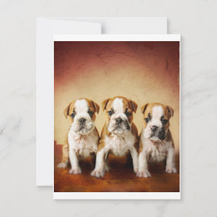 Engelse Bulldog Puppies Echt waar Kaart