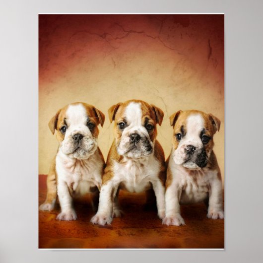 Engelse Bulldog Puppies Echt waar Poster (Voorkant)
