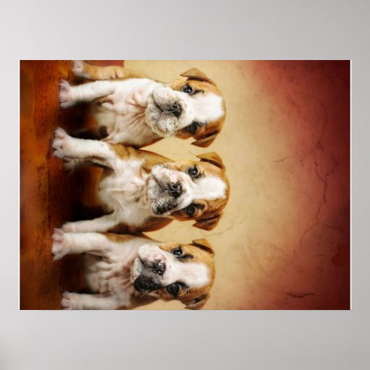 Engelse Bulldog Puppies Echt waar Poster (Voorkant)