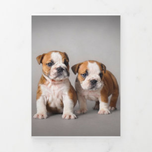 Engelse Bulldog Puppies Kogelhond van de paardeh Drieluik Aankondiging