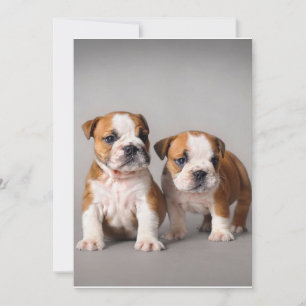 Engelse Bulldog Puppies   Kogelhond van de paardeh Feestdagenkaart