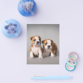 Engelse Bulldog Puppies | Kogelhond van de paardeh Flyer (Enkel)