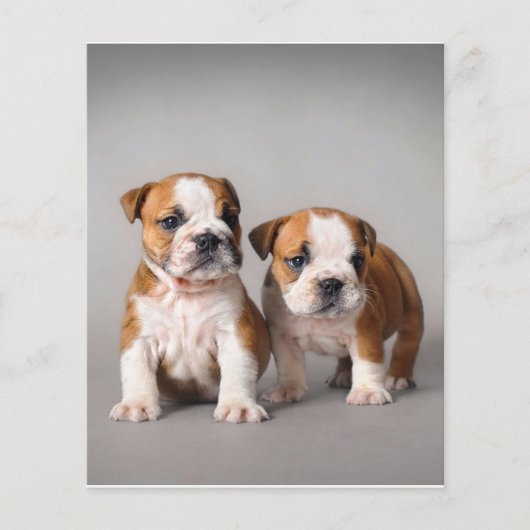 Engelse Bulldog Puppies | Kogelhond van de paardeh Flyer (Voorkant)