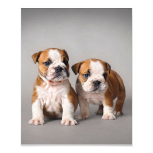 Engelse Bulldog Puppies   Kogelhond van de paardeh Foto Afdruk
