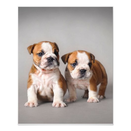 Engelse Bulldog Puppies | Kogelhond van de paardeh Foto Afdruk (Voorkant)