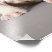 Engelse Bulldog Puppies | Kogelhond van de paardeh Foto Afdruk (Hoek)