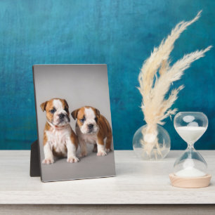 Engelse Bulldog Puppies   Kogelhond van de paardeh Fotoplaat