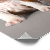 Engelse Bulldog Puppies | Kogelhond van de paardeh Poster (Hoek)