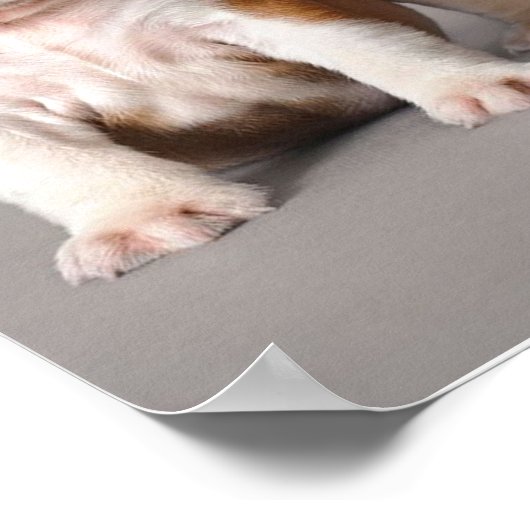 Engelse Bulldog Puppies | Kogelhond van de paardeh Poster (Hoek)