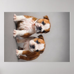 Engelse Bulldog Puppies   Kogelhond van de paardeh Poster