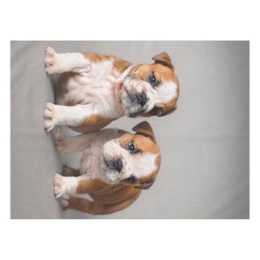 Engelse Bulldog Puppies | Kogelhond van de paardeh Tafelkleed (Voorkant (Horizontaal))