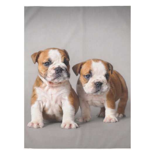 Engelse Bulldog Puppies | Kogelhond van de paardeh Tafelkleed (Voorkant)