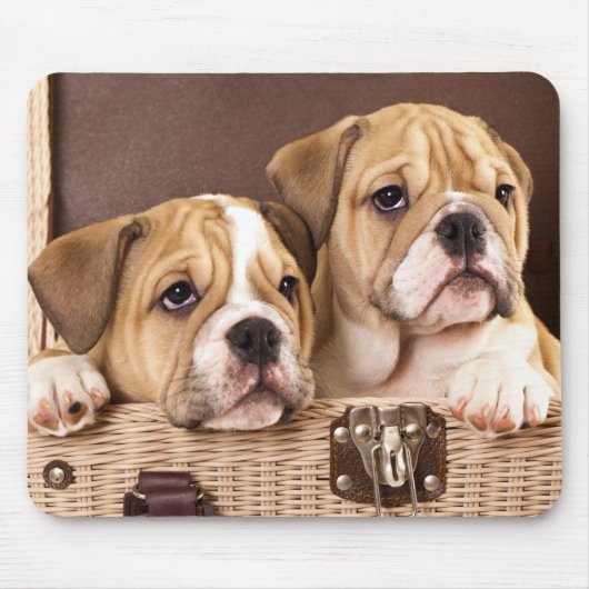 Engelse Bulldog Puppies Mousepad Muismat (Voorkant)