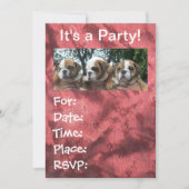Engelse Bulldog Puppies party Invitations Kaart (Voorkant)