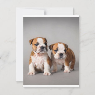 Engelse Bulldog Puppies Stel Cute Bulldog Kaart