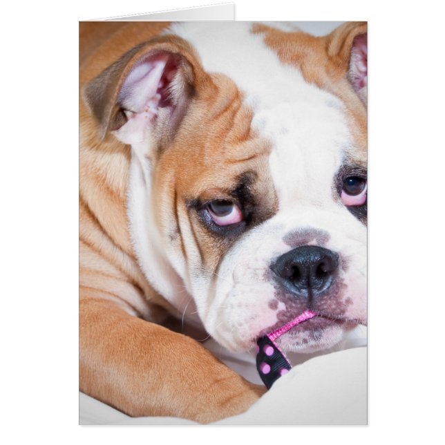 Engelse bulldog puppy (Voorkant)