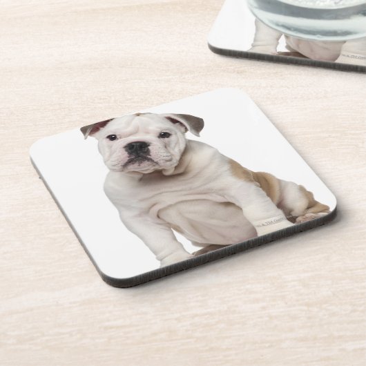 Engelse bulldog puppy (2 maanden oud) bier onderzetter (Linkerzijde)