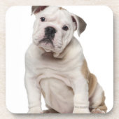 Engelse bulldog puppy (2 maanden oud) bier onderzetter (Voorkant)