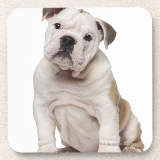 Engelse bulldog puppy (2 maanden oud) bier onderzetter (Voorkant)