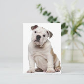 Engelse bulldog puppy (2 maanden oud) briefkaart (Staand voorkant)