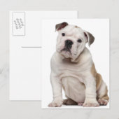 Engelse bulldog puppy (2 maanden oud) briefkaart (Voorkant / Achterkant)