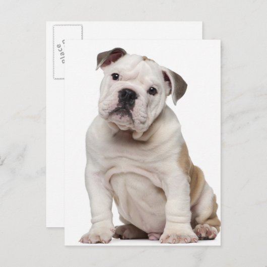 Engelse bulldog puppy (2 maanden oud) briefkaart (Voorkant / Achterkant)