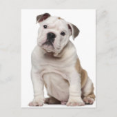 Engelse bulldog puppy (2 maanden oud) briefkaart (Voorkant)