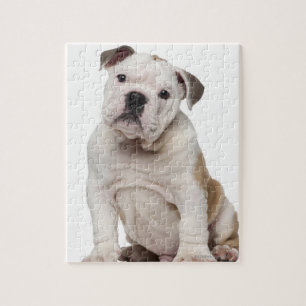 Engelse bulldog puppy (2 maanden oud) legpuzzel