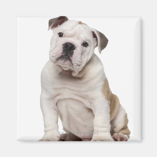 Engelse bulldog puppy (2 maanden oud) magneet (Voorkant)