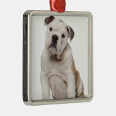 Engelse bulldog puppy (2 maanden oud) metalen ornament (Rechts)