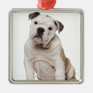 Engelse bulldog puppy (2 maanden oud) metalen ornament