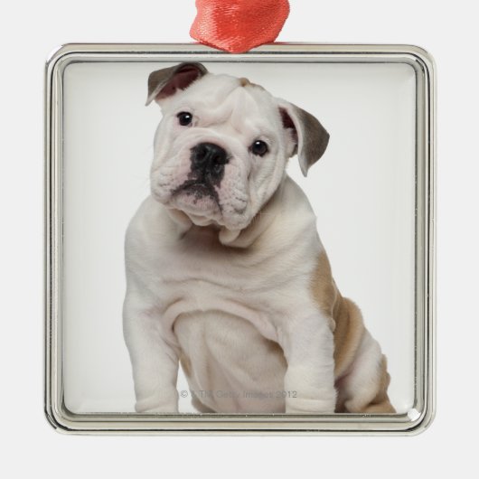 Engelse bulldog puppy (2 maanden oud) metalen ornament (Voorkant)