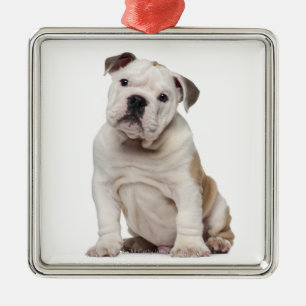 Engelse bulldog puppy (2 maanden oud) metalen ornament