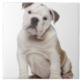 Engelse bulldog puppy (2 maanden oud) tegeltje (Voorkant)