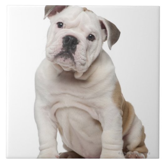 Engelse bulldog puppy (2 maanden oud) tegeltje (Voorkant)