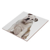 Engelse bulldog puppy (2 maanden oud) tegeltje (Zijkant)