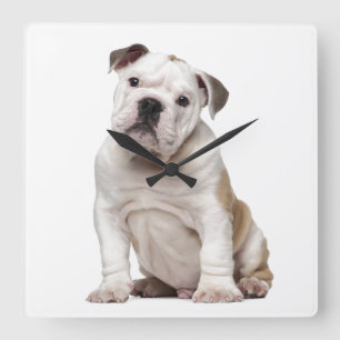 Engelse bulldog puppy (2 maanden oud) vierkante klok