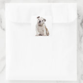 Engelse bulldog puppy (2 maanden oud) vierkante sticker (Tas)