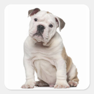 Engelse bulldog puppy (2 maanden oud) vierkante sticker