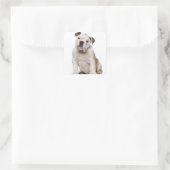 Engelse bulldog puppy (2 maanden oud) vierkante sticker (Tas)