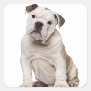 Engelse bulldog puppy (2 maanden oud) vierkante sticker