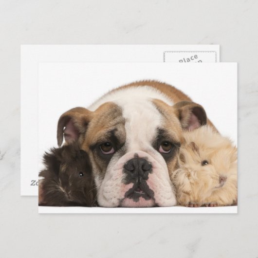 Engelse bulldog puppy (4 maanden oud) en twee guin briefkaart (Voorkant / Achterkant)