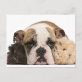 Engelse bulldog puppy (4 maanden oud) en twee guin briefkaart (Voorkant)