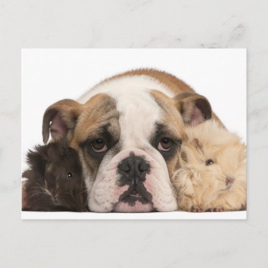 Engelse bulldog puppy (4 maanden oud) en twee guin briefkaart (Voorkant)
